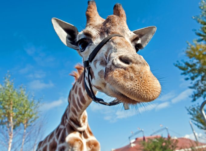 Wallpaper Giraffe, Berolina Circus, Berlin, Germany, blue sky, circus, funny, close up, tourism, Animals 246561313